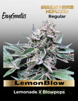 LemonBlow (Regular) (space) Envy Genetics