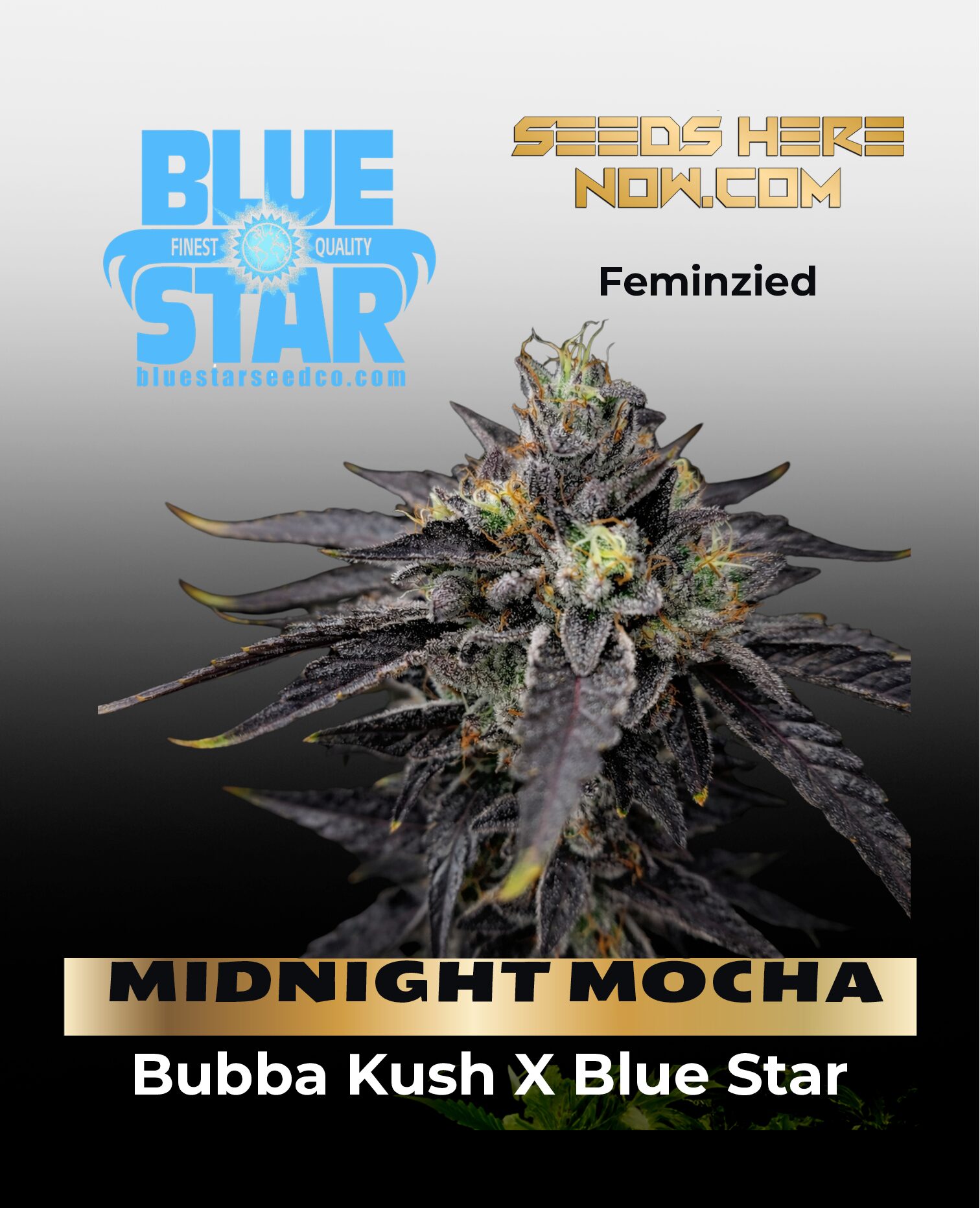 MIDNIGHT MOCHA (Feminized) (space) BLUE STAR SEED CO