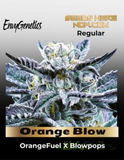 Orange Blow (Regular) (space) Envy Genetics