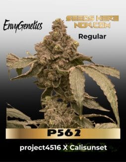 P562 (Regular) (space) Envy Genetics