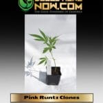PinkRuntz (Clone) - ACC
