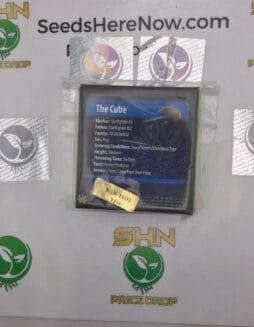 The Cube (Regular) – Exotic Genetix | Vault Release