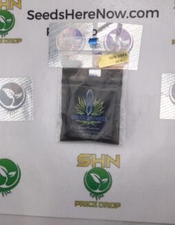 SnowMonster (Regular) – Exotic Genetix | Vault Release