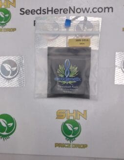 Thrownback Kush (Regular) – Exotic Genetix | Vault Release