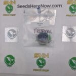 Tropical Punch – Exotic Genetix | Vault Release