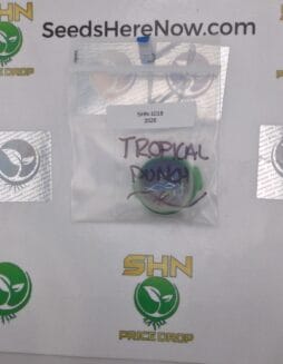 Tropical Punch – Exotic Genetix | Vault Release