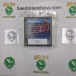 Banana Dawg (Regular) – Exotic Genetix | Vault Release