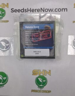 Banana Dawg (Regular) – Exotic Genetix | Vault Release