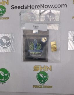 Cookies & Cream (Regular) – Exotic Genetix | Vault Release