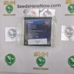 The Hulk (Regular) – Exotic Genetix | Vault Release