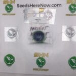 Ancient Asteronaut – Exotic Genetix | Vault Release