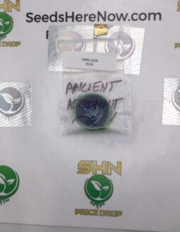 Ancient Asteronaut – Exotic Genetix | Vault Release