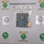 Blue Angels (Regular) – Exotic Genetix | Vault Release