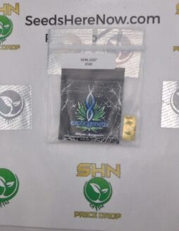 Blue Angels (Regular) – Exotic Genetix | Vault Release