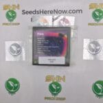 Prism (Regular) – Exotic Genetix | Vault Release