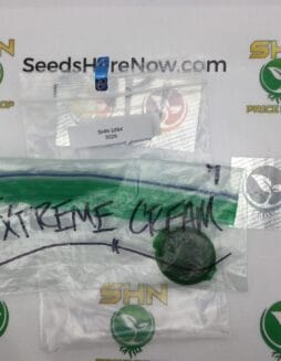 Sour P 21 (Regular) – Top Dawg Seeds | Vault Release