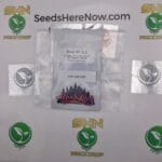 Sour 91 3.0 (Regular) – Top Dawg Seeds | Vault Release