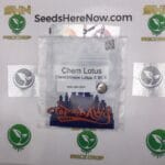 Chem Lotus (Regular) – Top Dawg Seeds | Vault Release