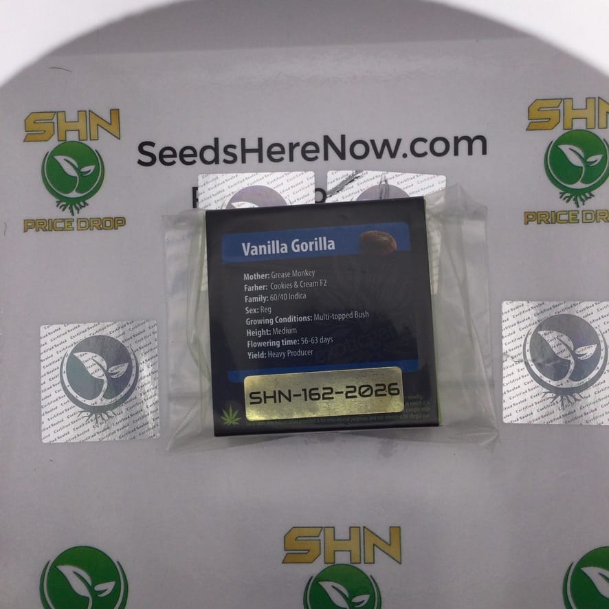 Vanilla Gorilla (Regular) – Exotic Genetix | Vault Release