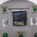 Grease Monkey (Regular) – Exotic Genetix | Vault Release