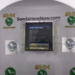 Lemon Meringue (Regular) – Exotic Genetix | Vault Release