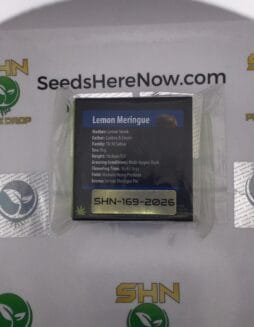 Lemon Meringue (Regular) – Exotic Genetix | Vault Release