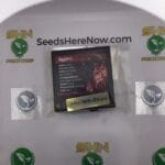 Jigglers (Regular) – Exotic Genetix | Vault Release