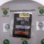 Peasley White (Regular) – Thug Pug Genetics | Vault Release