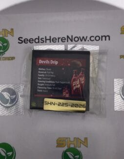 Devils Drip (Feminized) – Exotic Genetix | Vault Release