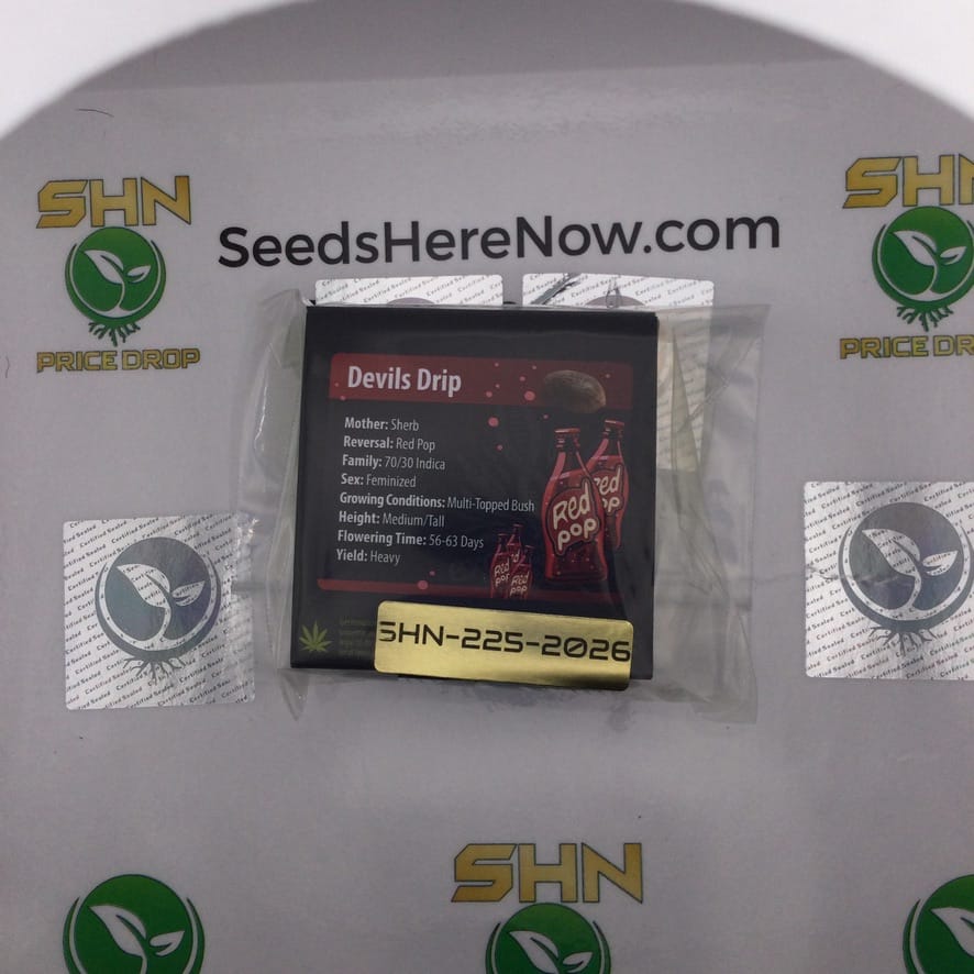 Devils Drip (Feminized) – Exotic Genetix | Vault Release