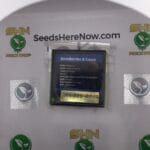 Strawberries & Cream (Regular) – Exotic Genetix | Vault Release