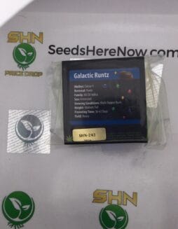 Galactic Runtz (Regular) – Exotic Genetix | Vault Release