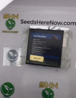 Lip Smacker (Regular) – Exotic Genetix | Vault Release