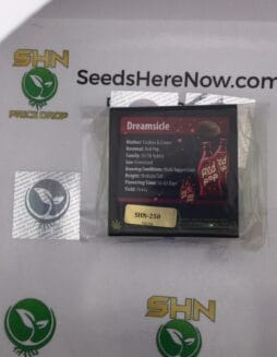 Dreamsicle (Feminized) – Exotic Genetix | Vault Release