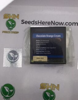 Chocolate Orange Cream (Regular) – Exotic Genetix | Vault Release