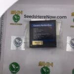 Chocolate Marshmallows (Regular) – Exotic Genetix | Vault Release