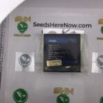 Scoops (Regular) – Exotic Genetix | Vault Release