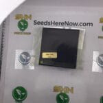 Blue Steel (Regular) – Exotic Genetix | Vault Release