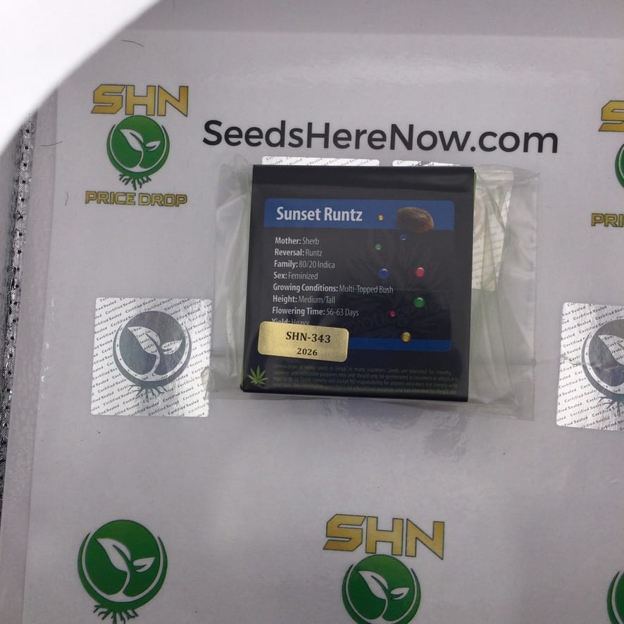 Sunset Runtz (Regular) – Exotic Genetix | Vault Release