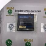 Maroon Baboon (Regular) – Exotic Genetix | Vault Release