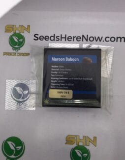 Maroon Baboon (Regular) – Exotic Genetix | Vault Release