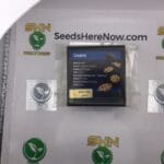 Creamz (Regular) – Exotic Genetix | Vault Release