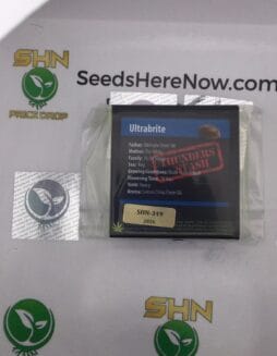 Ultrabrite (Regular) – Exotic Genetix | Vault Release