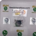 Kamikaze – Exotic Genetix | Vault Release