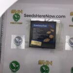 Strawberry Float (Regular) – Exotic Genetix | Vault Release