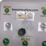 Mistery – Exotic Genetix | Vault Release