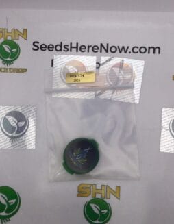 Mistery – Exotic Genetix | Vault Release