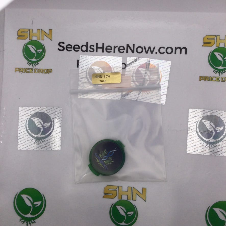 Mistery – Exotic Genetix | Vault Release