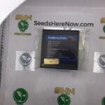 Blackberry Cream (Regular) – Exotic Genetix | Vault Release