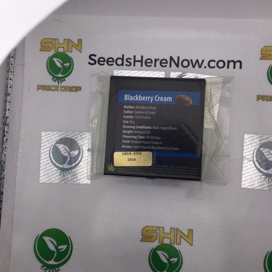 Blackberry Cream (Regular) – Exotic Genetix | Vault Release